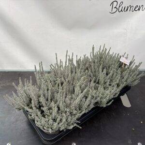 Erika 'Calluna Fluffy' T11/23cm x10