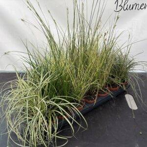 Gräser 'Carex midi Mix' T8/15cm x21