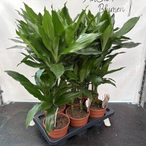 Dracaena fragrans 'Janet Lind' 2er Tuff Drachenbaum T17/75 cm x6