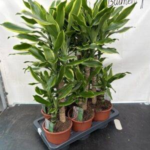 Dracaena fragrans 'Golden Coast' 2er Tuff Drachenbaum T17/75 cm x6