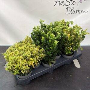 Euonymus jap. 'Mix' T11/25cm x12