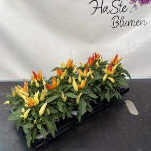 Capsicum ann. 'Joker' Zierpfefferoni T11/20cm x12