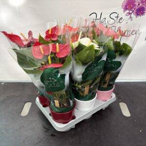 Anthurium 'Mix mit Dekotopf' T12/40cm x6
