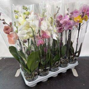 Orchideen Phalaenopsis 'BO Mix' 2-Triebe T12/50cm x10