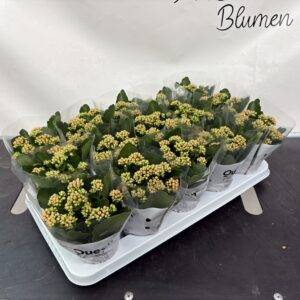 Calandiva/Kalanchoe 'midi orange' T9/19cm x15