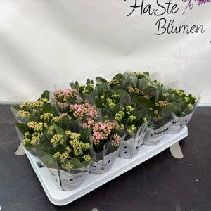 Calandiva/Kalanchoe 'midi Mix' T9/19cm x15