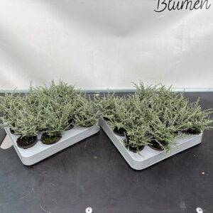 Olearia 'Kids' T7/15cm x12