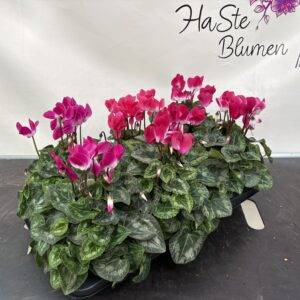 Cyclamen 'Indiaka Mix' großblumig T13/30cm x6