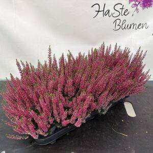 Erika 'Calluna GG. rot' T11/25cm x10