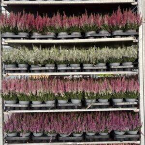 Erika 'Calluna per CC (350Stk.) -10%' T11/25cm !Sorte nach Wahl , solange Vorrat reicht! Symbolfoto
