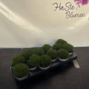 Hebe 'Green Emerald' T11/15cm x12