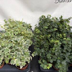Hedera Wonder 'grün oder bunt' T9/10cm x18